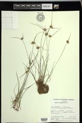 Cyperus houghtonii