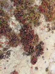 Limonium kraussianum