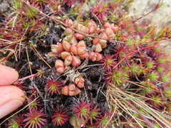 Disphyma dunsdonii