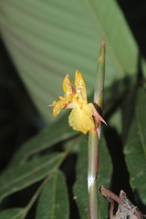 Ischnosiphon obliquus