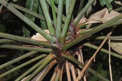 Ischnosiphon obliquus