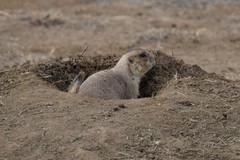 Cynomys ludovicianus