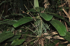 Ischnosiphon obliquus