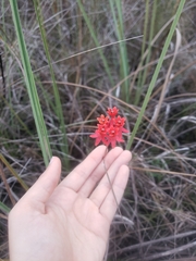 Asclepias lanceolata image