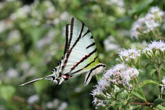 Protesilaus protesilaus