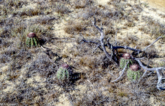 Melocactus curvispinus