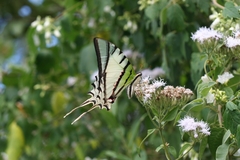 Protesilaus protesilaus