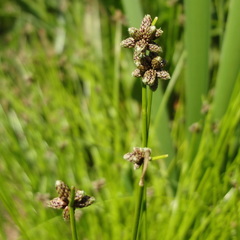 Isolepis costata