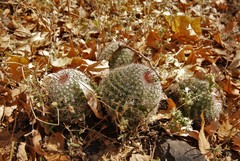 Mammillaria beneckei