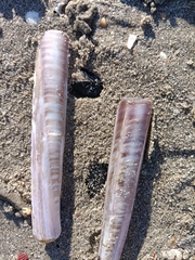 Ensis minor