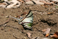 Protesilaus protesilaus