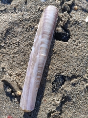 Ensis minor