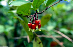 Psammisia penduliflora