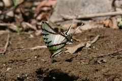 Protesilaus protesilaus