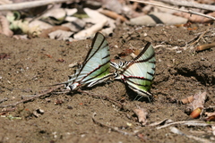 Protesilaus protesilaus