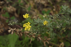 Odontarrhena tortuosa