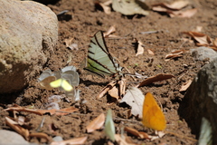 Protesilaus protesilaus