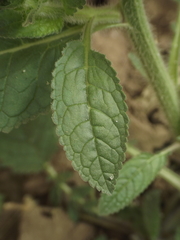 Verbascum coromandelianum