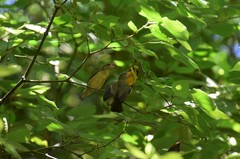 Euphonia violacea