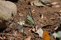 Protesilaus protesilaus