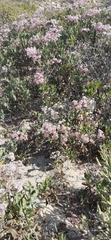 Limonium capense