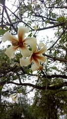Ceiba chodatii