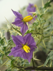 Solanum virginianum