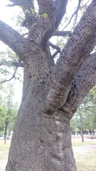 Ceiba chodatii