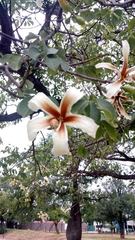 Ceiba chodatii