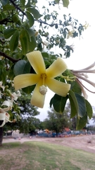Ceiba chodatii