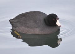 Fulica americana