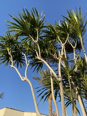 Dracaena steudneri
