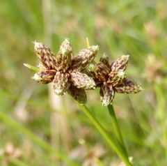Isolepis costata