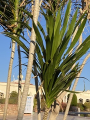 Dracaena steudneri