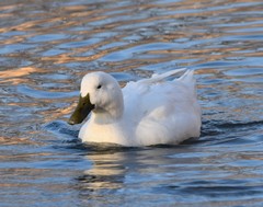 Anas platyrhynchos domesticus