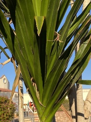 Dracaena steudneri