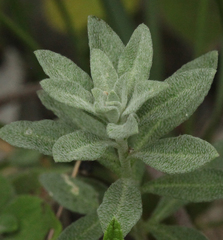 Odontarrhena tortuosa