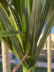 Dracaena steudneri