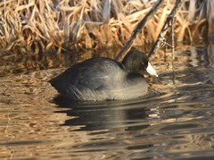 Fulica americana