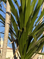 Dracaena steudneri
