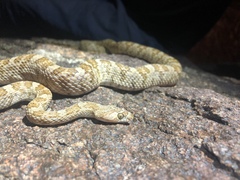 Trimorphodon lyrophanes