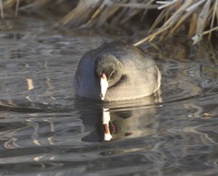 Fulica americana