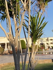 Dracaena steudneri