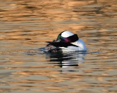 Bucephala albeola