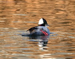 Bucephala albeola