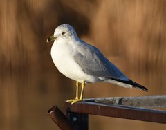 Larus delawarensis