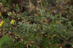 Odontarrhena tortuosa