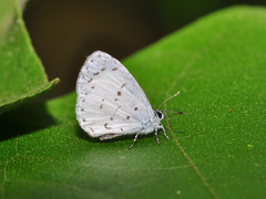 Udara akasa