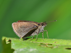 Aeromachus jhora