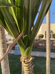 Dracaena steudneri
